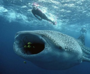 whale shark