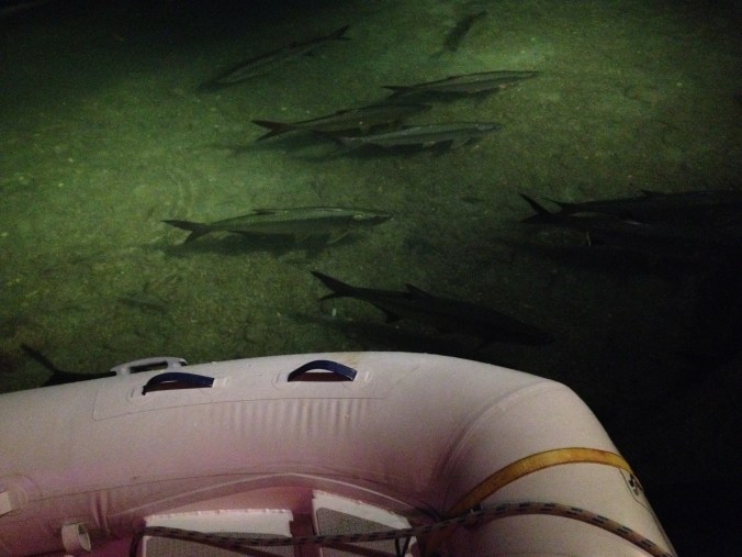 Food, drink, and wildlife